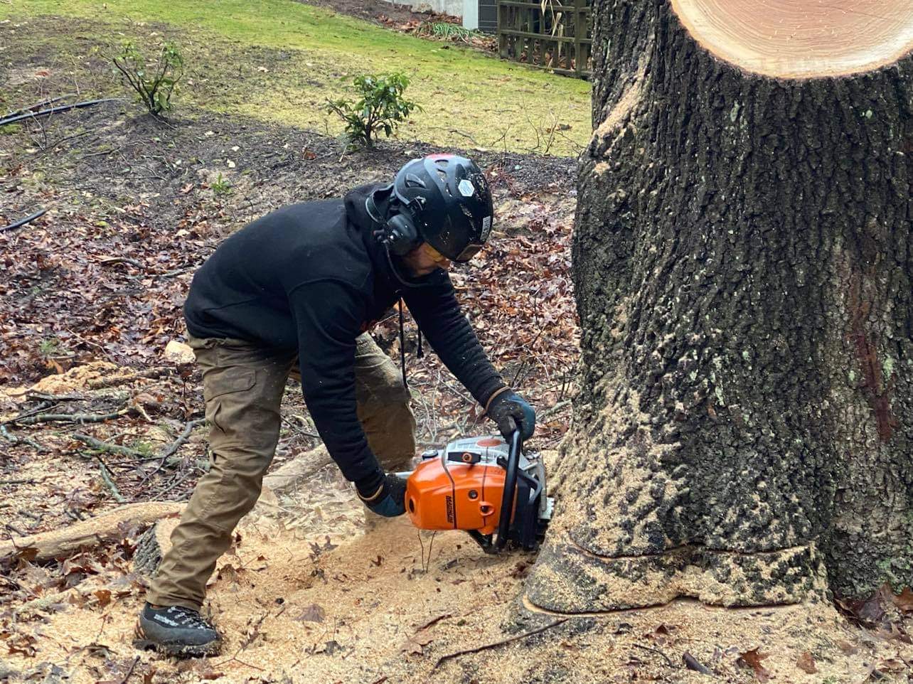 When You Need a Tree Service? McFarland and Sons Tree Services